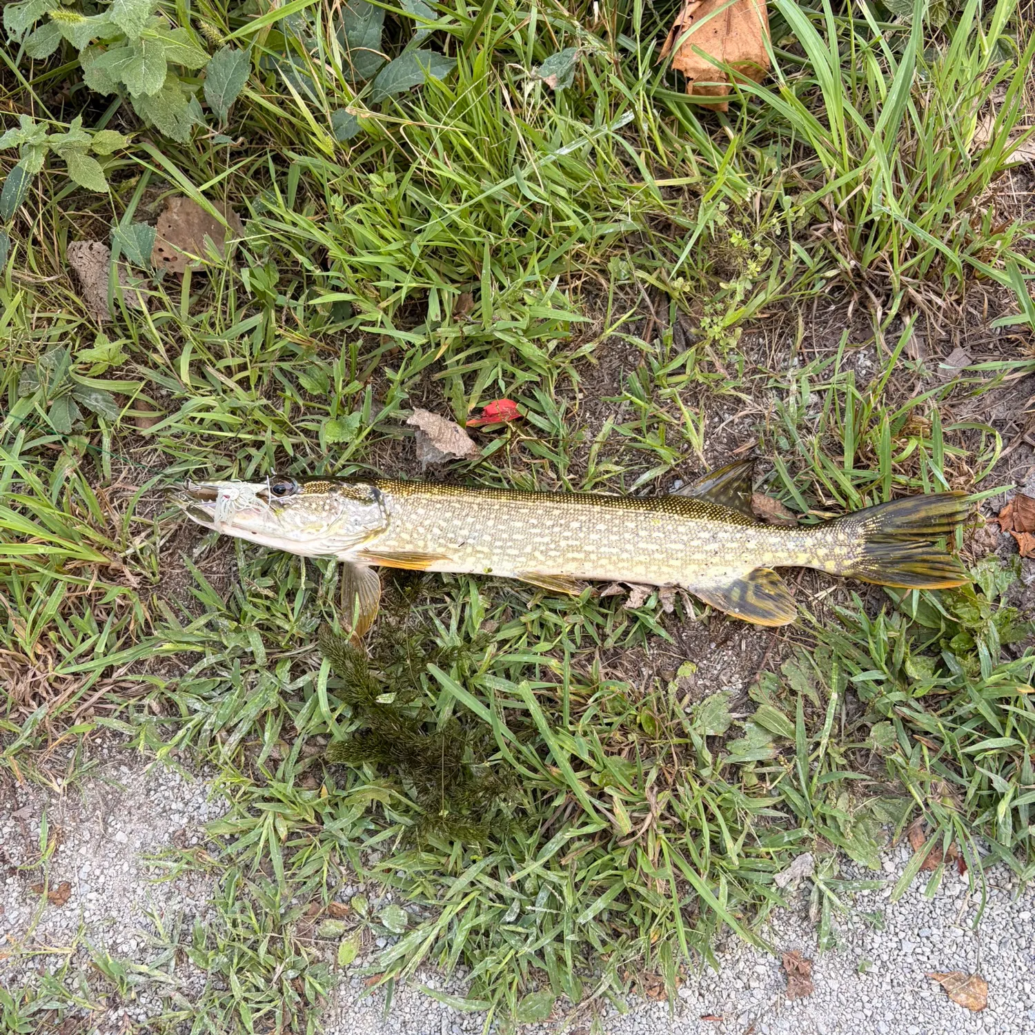 Northern pike caught on Fishbrain