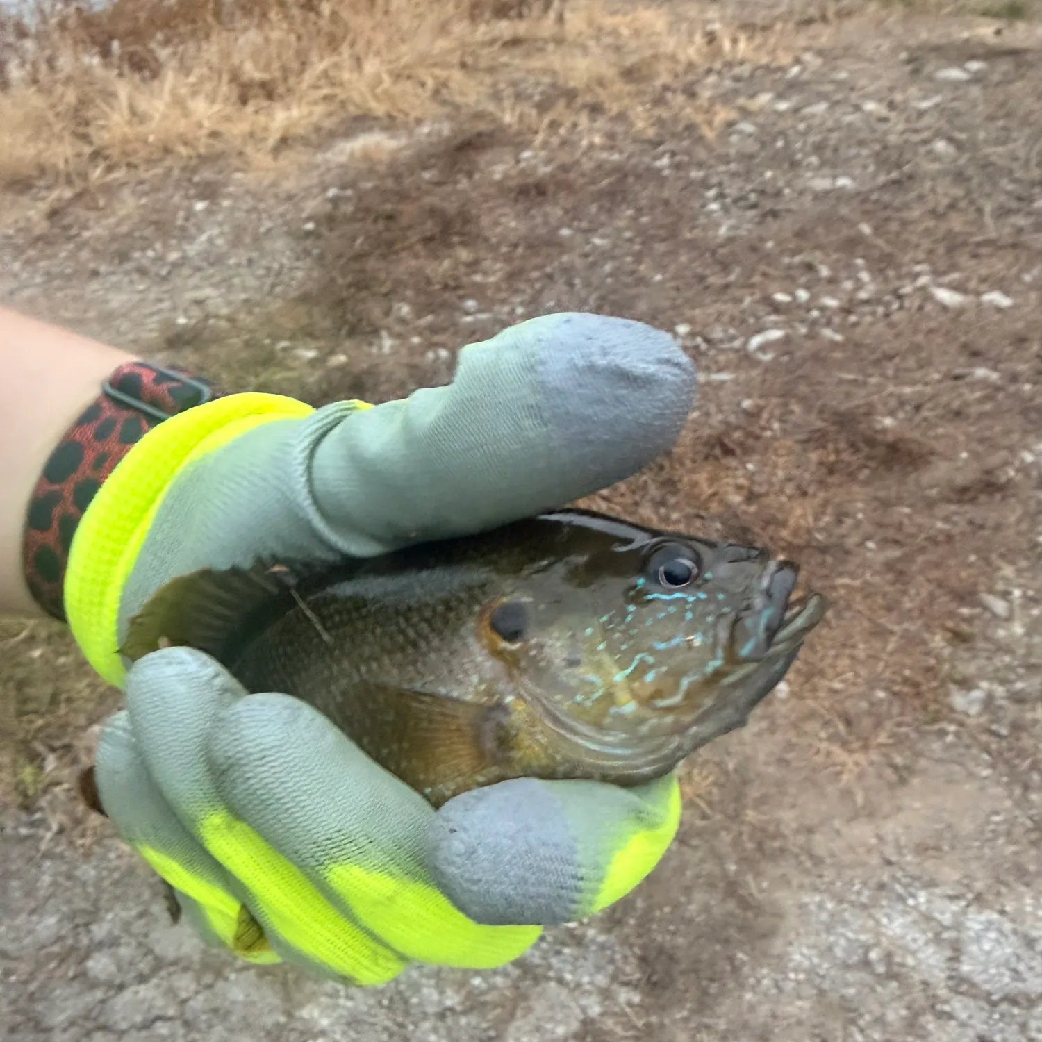Bluegill caught on Fishbrain