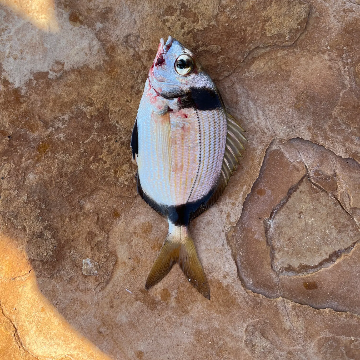 The most recent Common two-banded seabream catches on Fishbrain