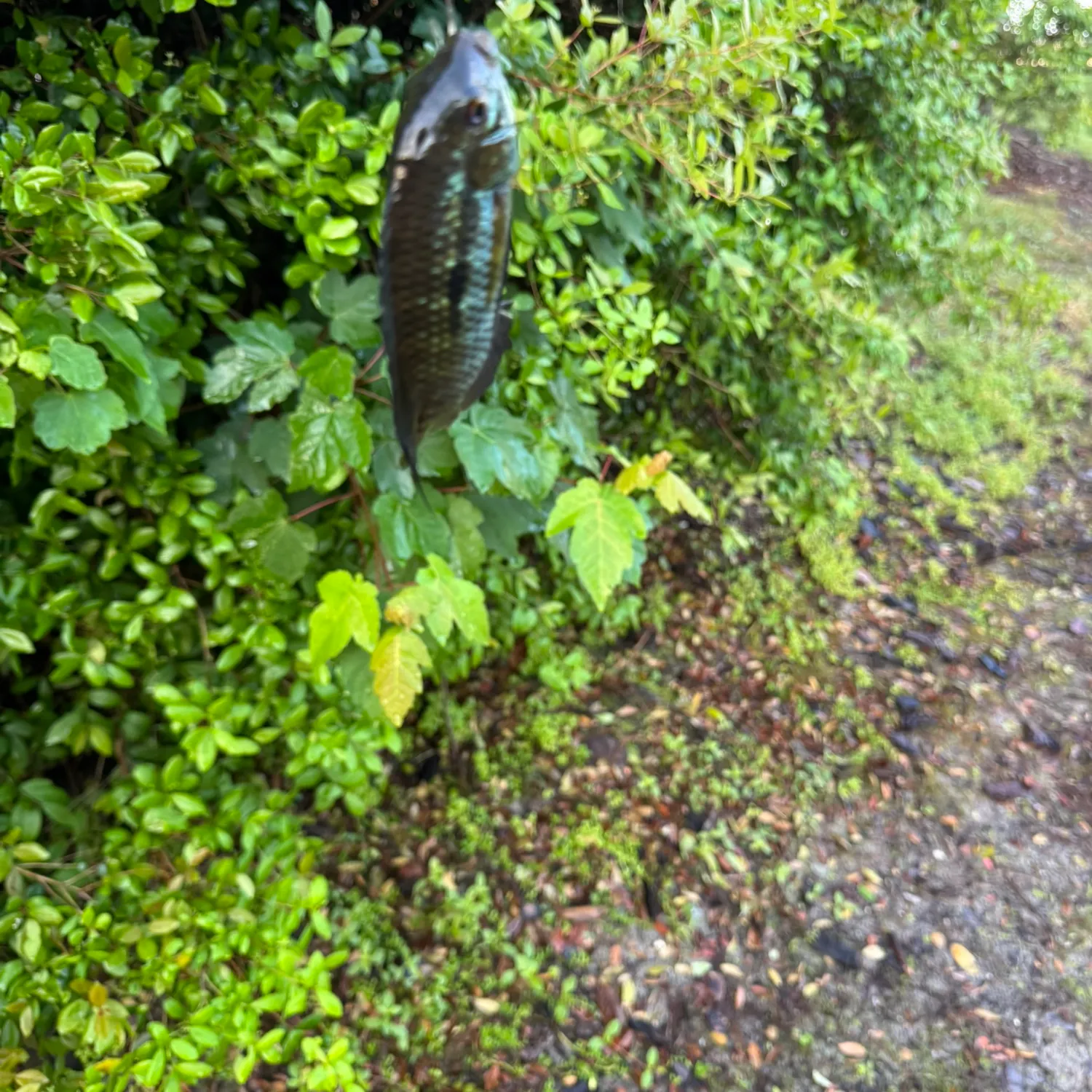 The most recent Chanchita catches on Fishbrain