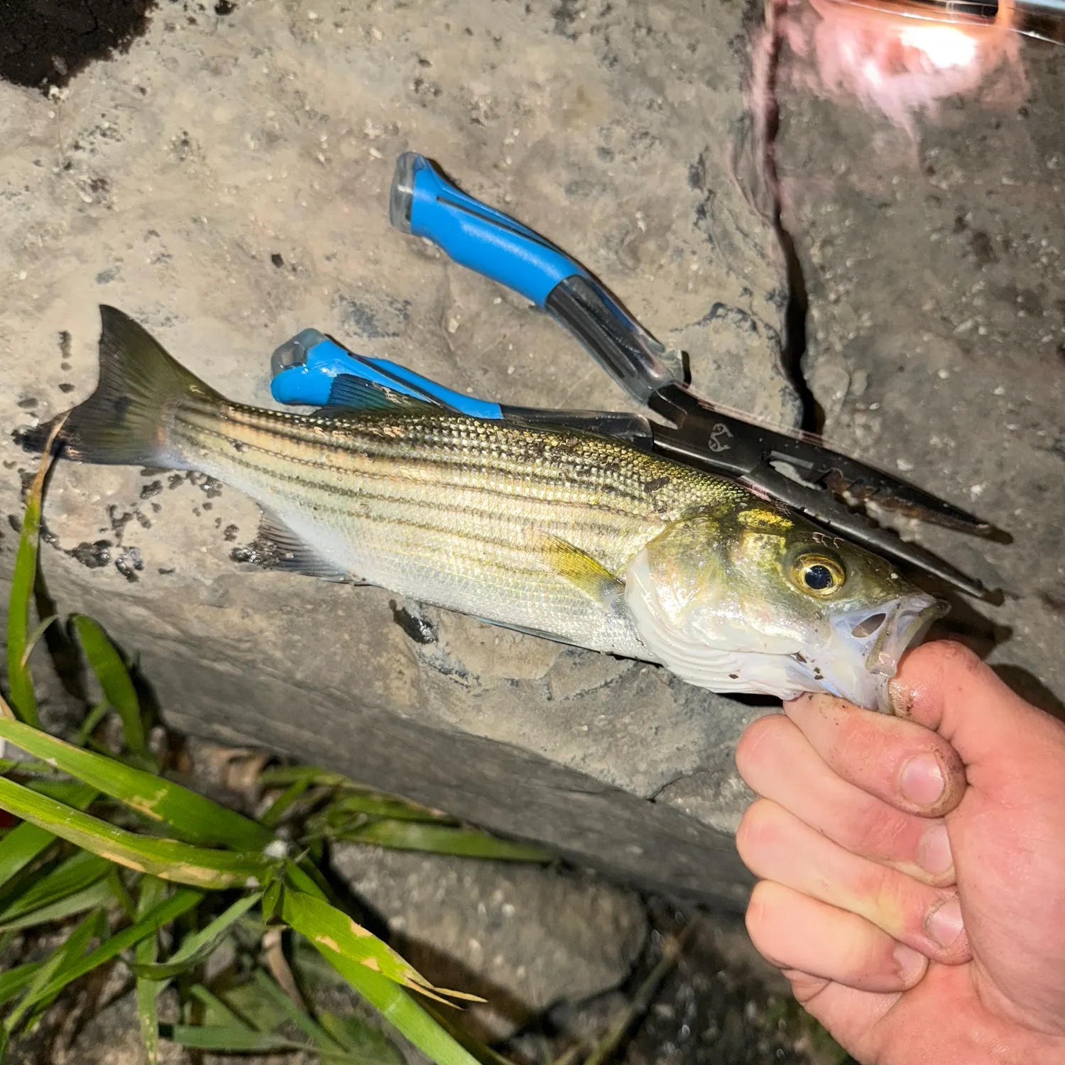 The most recent Striped bass catches on Fishbrain