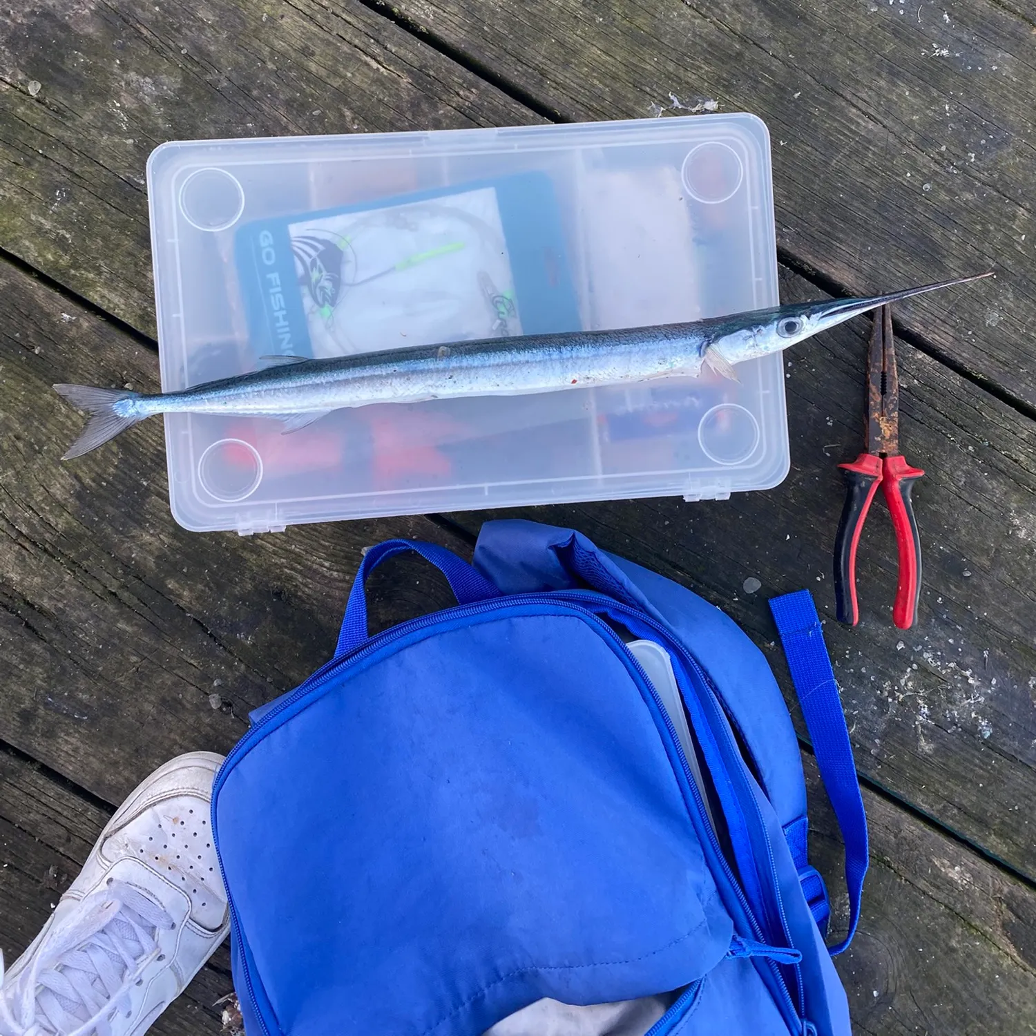 The most recent European garfish catches on Fishbrain