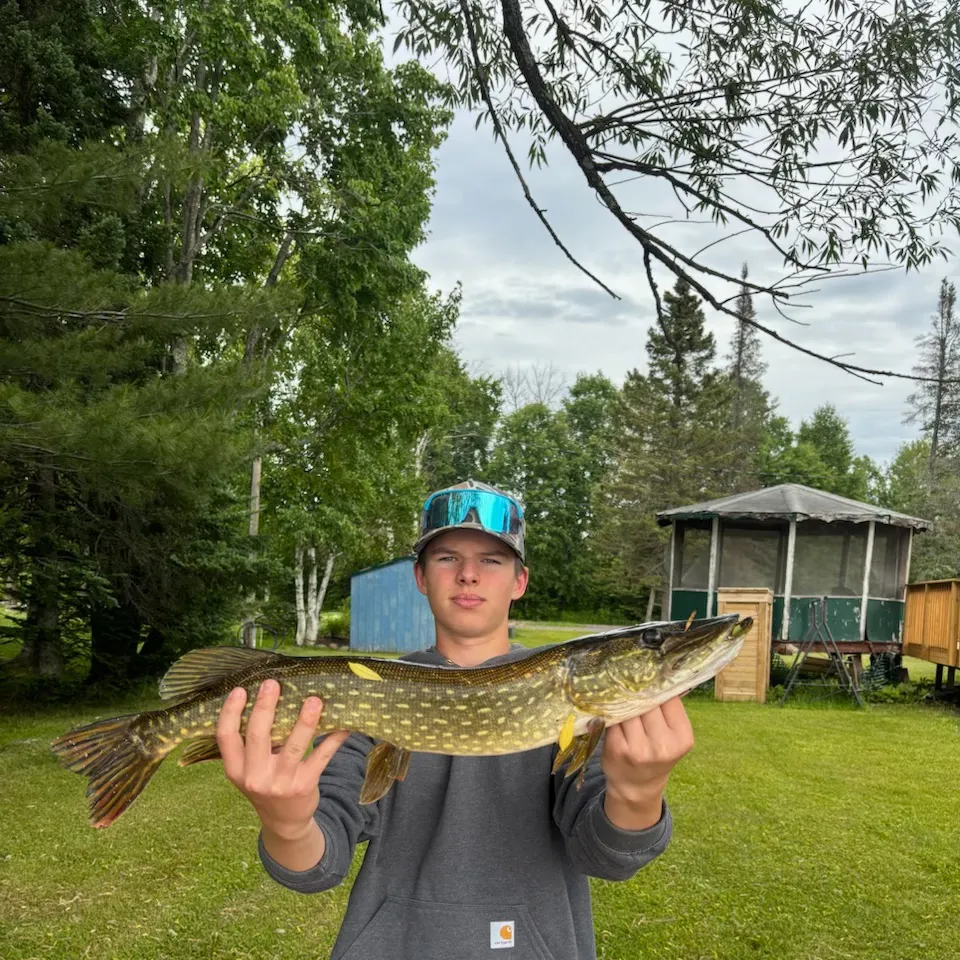 Northern pike caught on Fishbrain