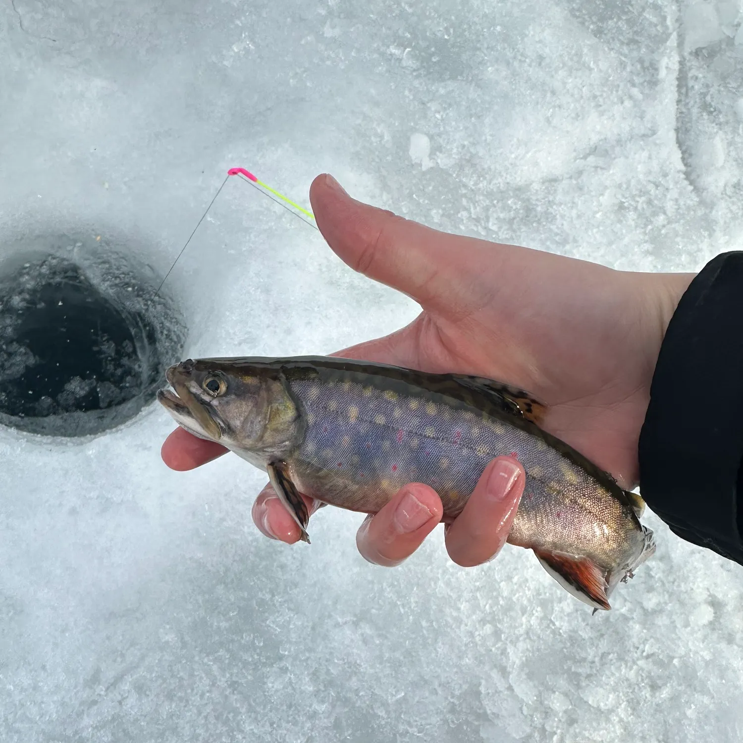 The most recent Brook trout catches on Fishbrain