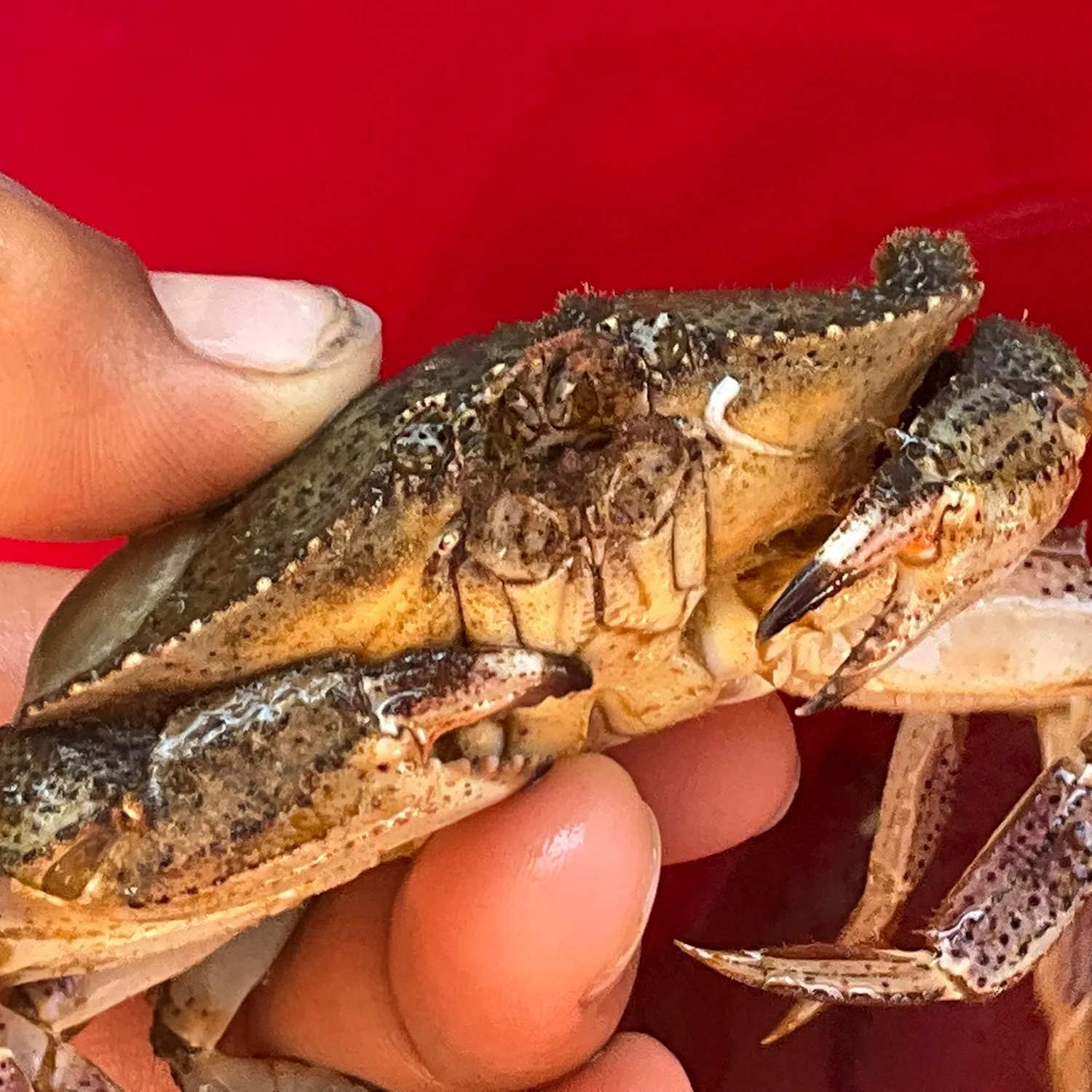 The most recent Atlantic rock crab catches on Fishbrain