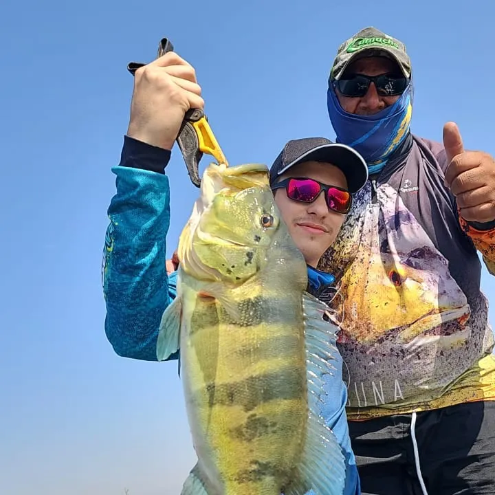 The most recent Blue peacock bass catches on Fishbrain