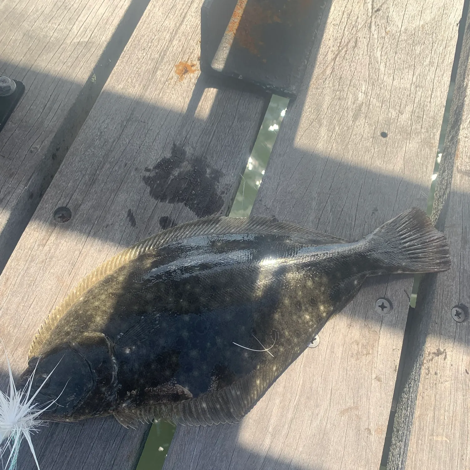 Summer flounder caught on Fishbrain