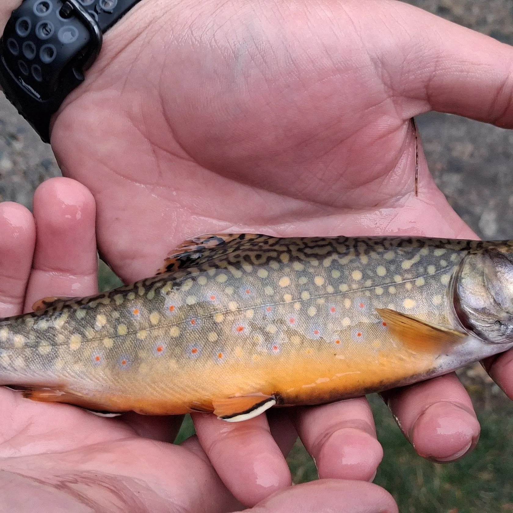 Brook trout caught on Fishbrain