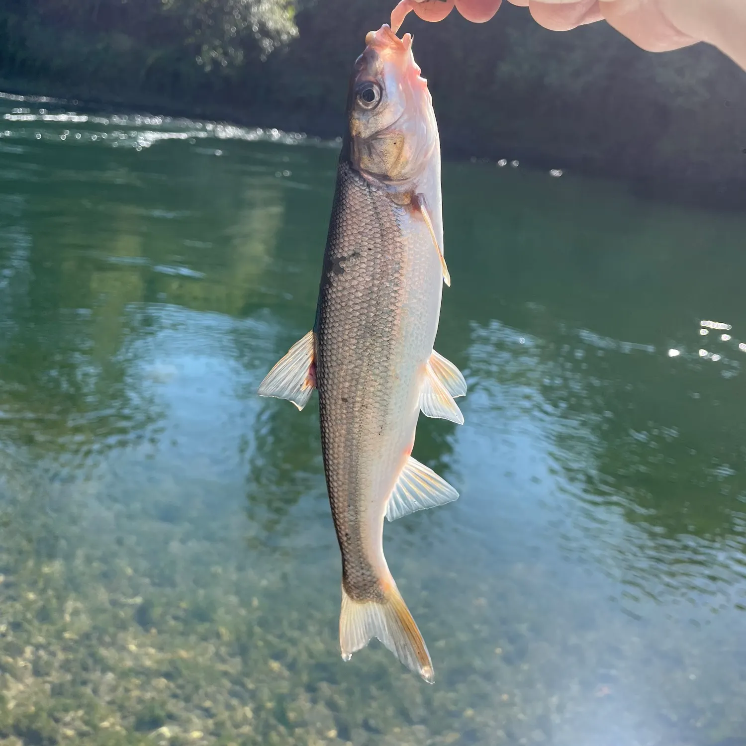 The most recent Peamouth catches on Fishbrain