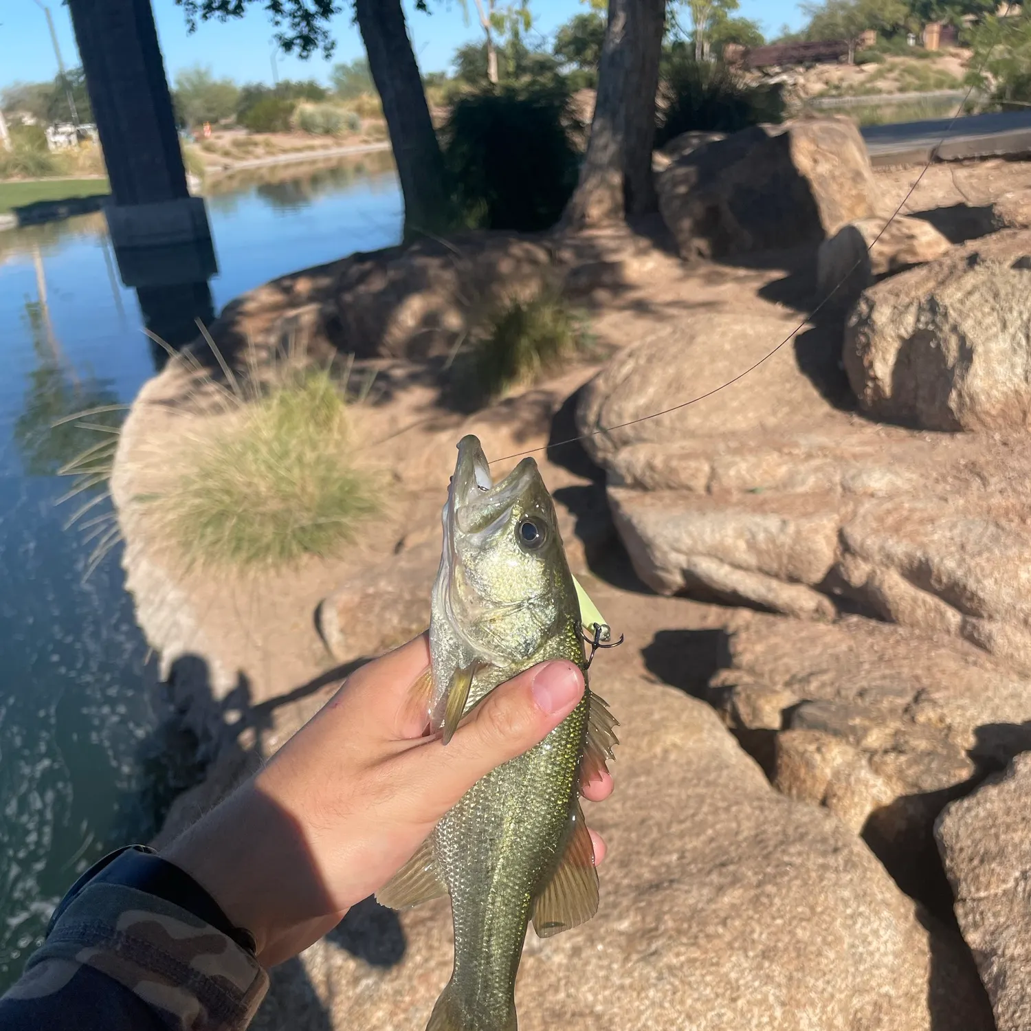 Largemouth bass caught on Fishbrain