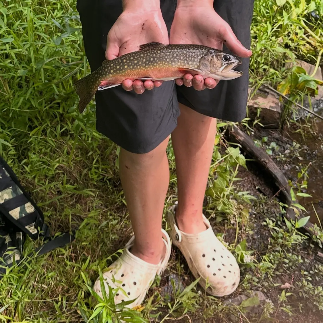 Brook trout caught on Fishbrain