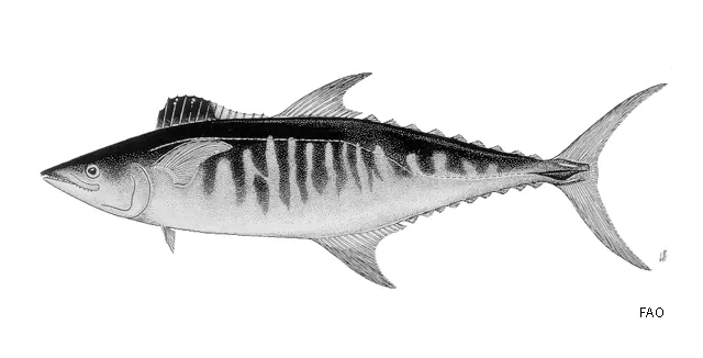 Broadbarred king mackerel