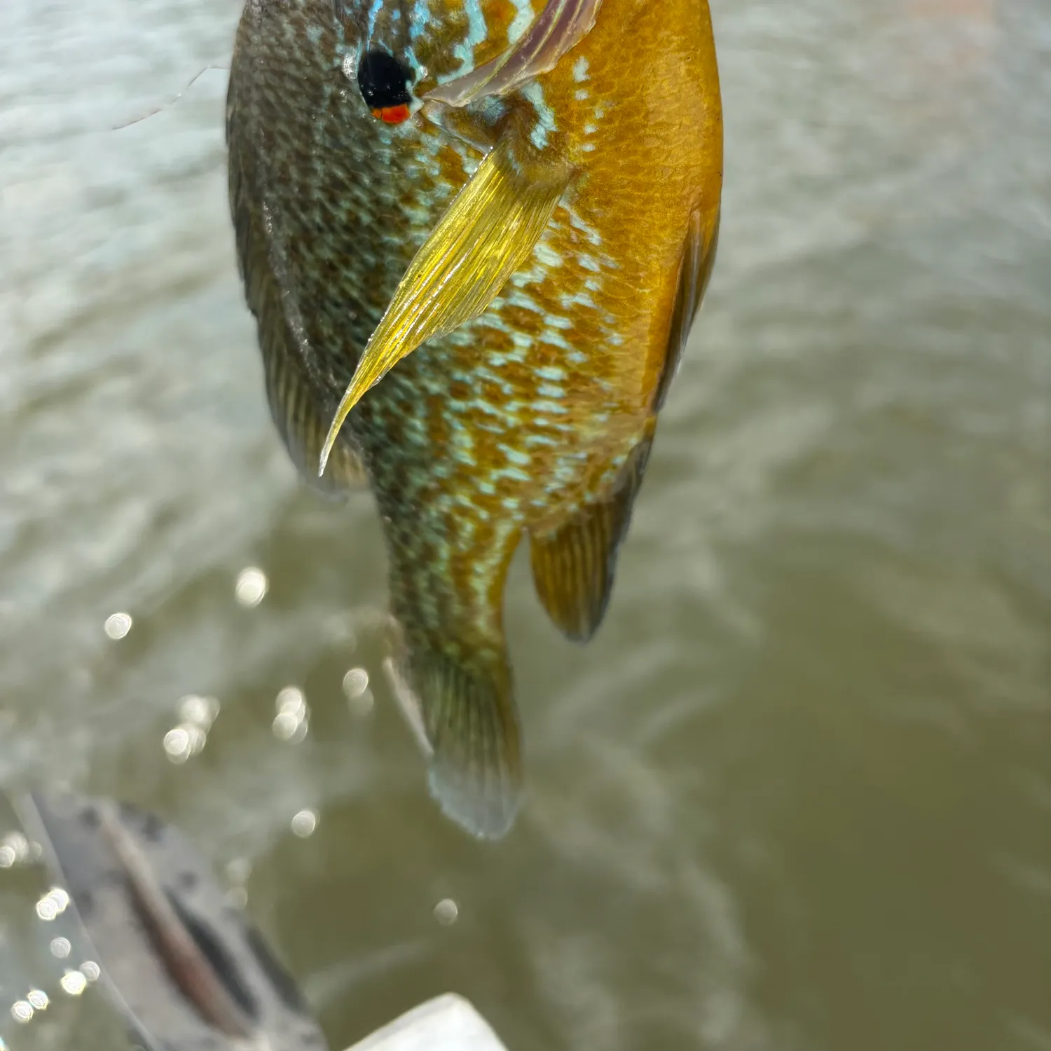 Pumpkinseed caught on Fishbrain