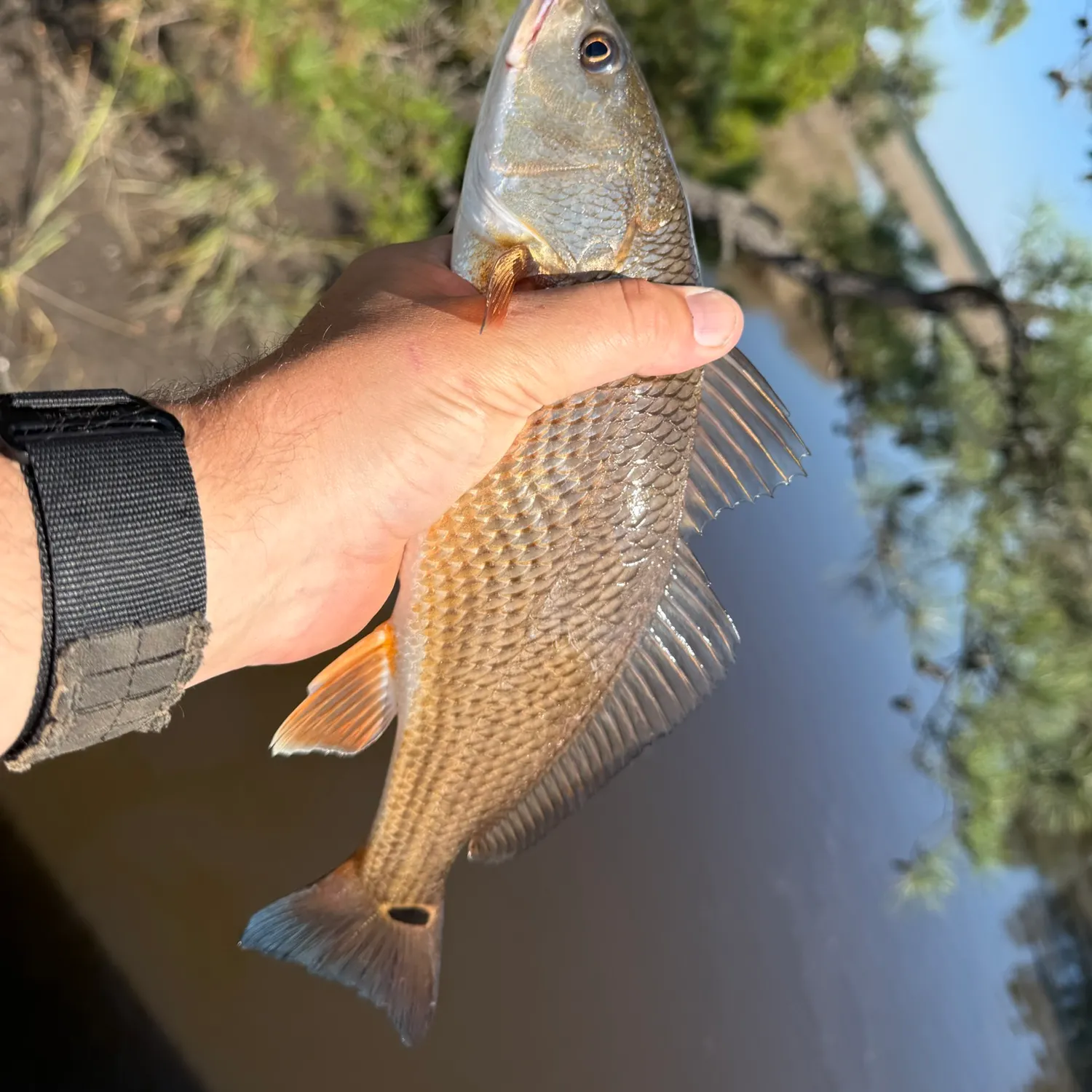 Red drum caught on Fishbrain