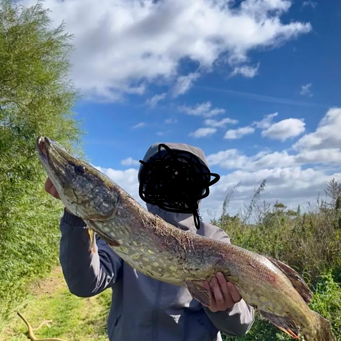 Northern pike caught on Fishbrain