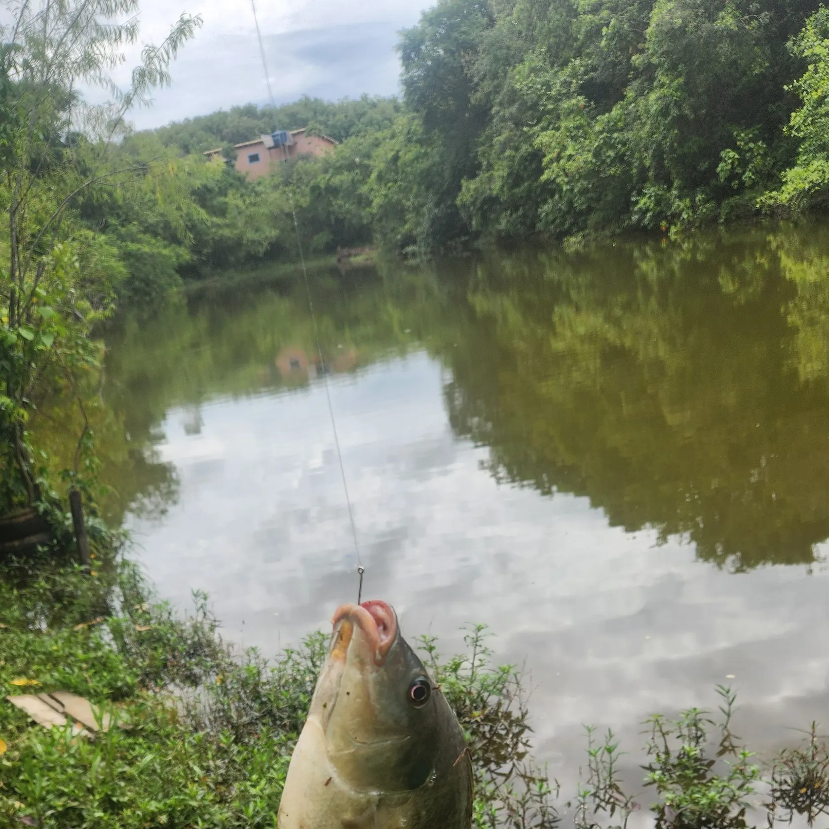 The most recent Redbreast tilapia catches on Fishbrain
