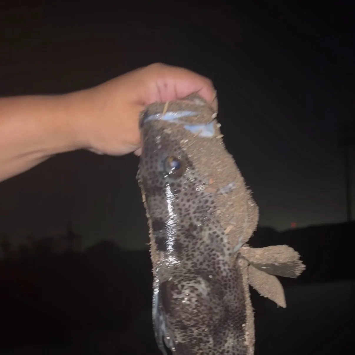 Spotted sand bass caught on Fishbrain