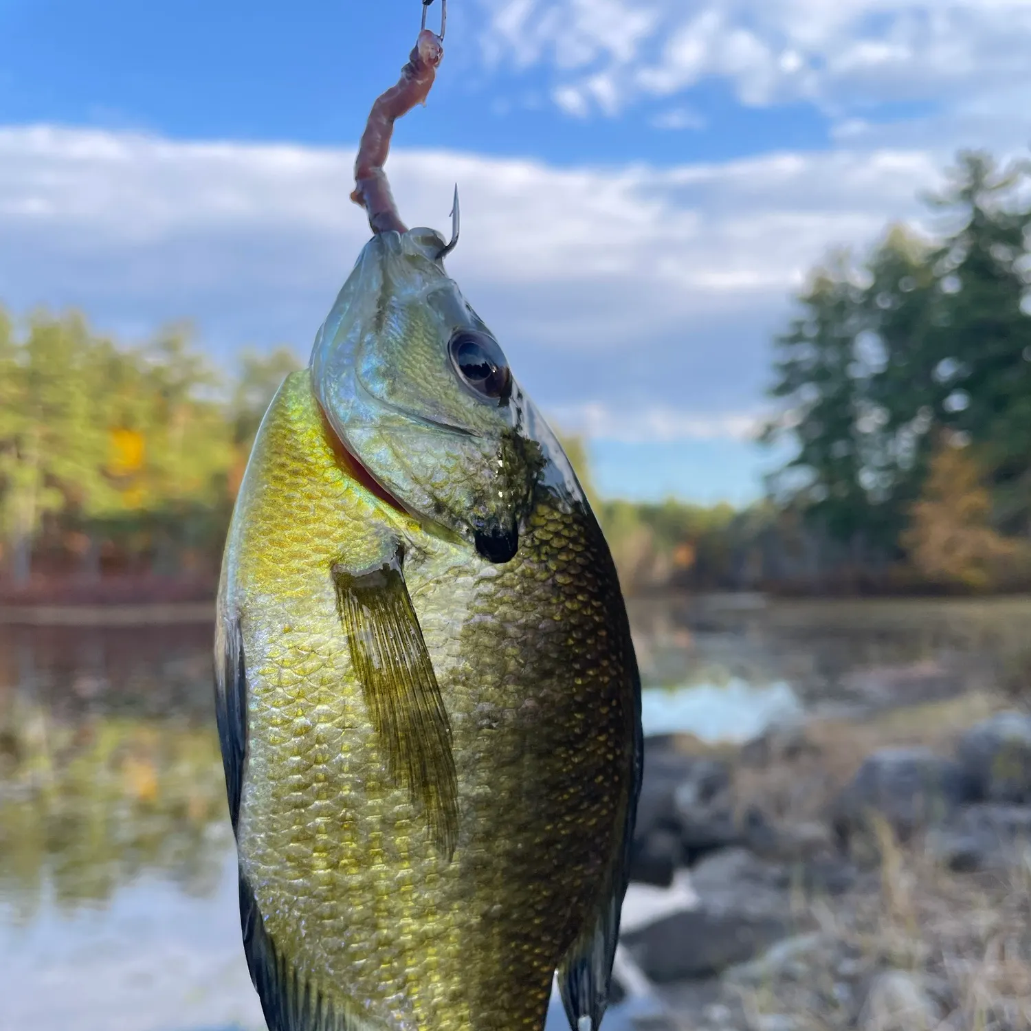 Bluegill caught on Fishbrain