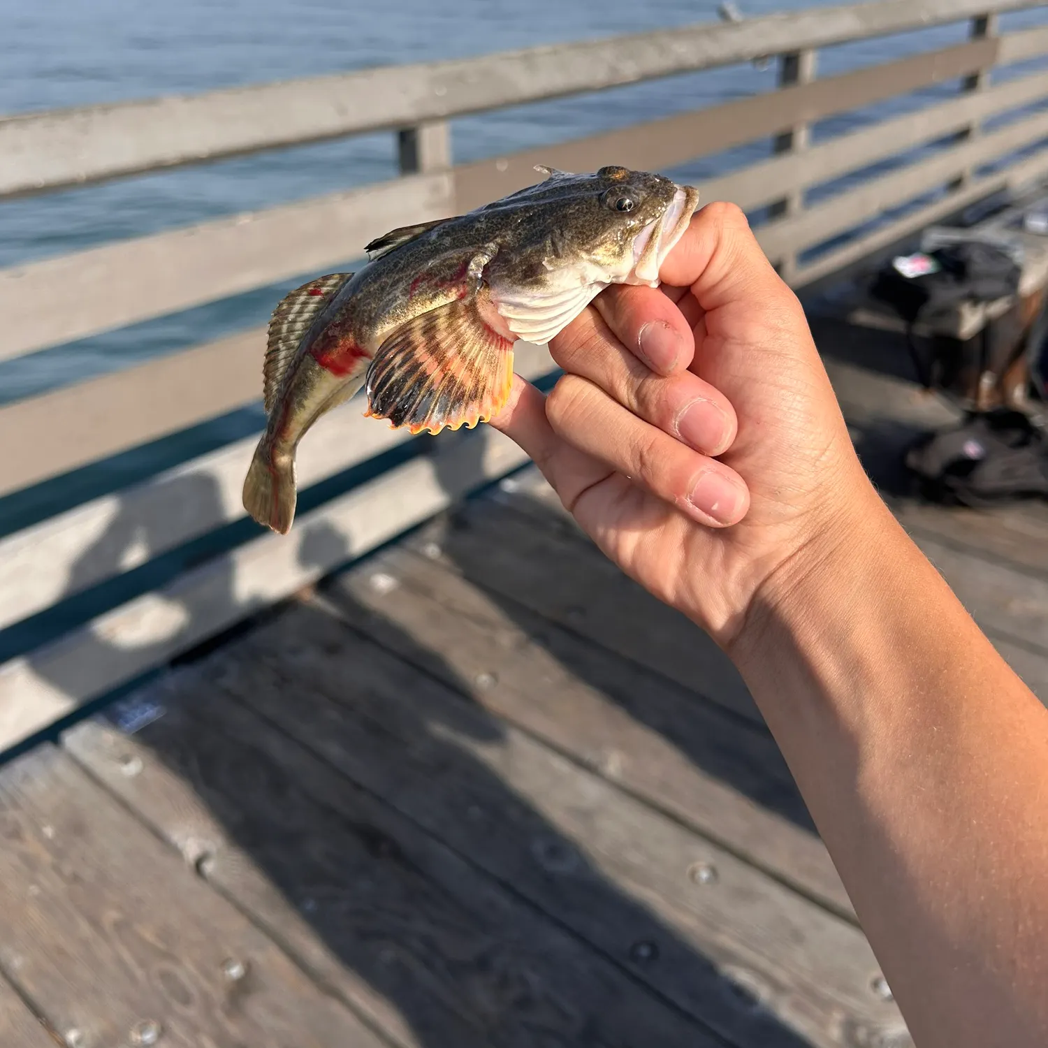 The most recent Pacific staghorn sculpin catches on Fishbrain