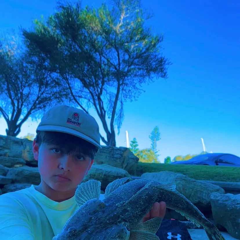 Bartail flathead caught on Fishbrain