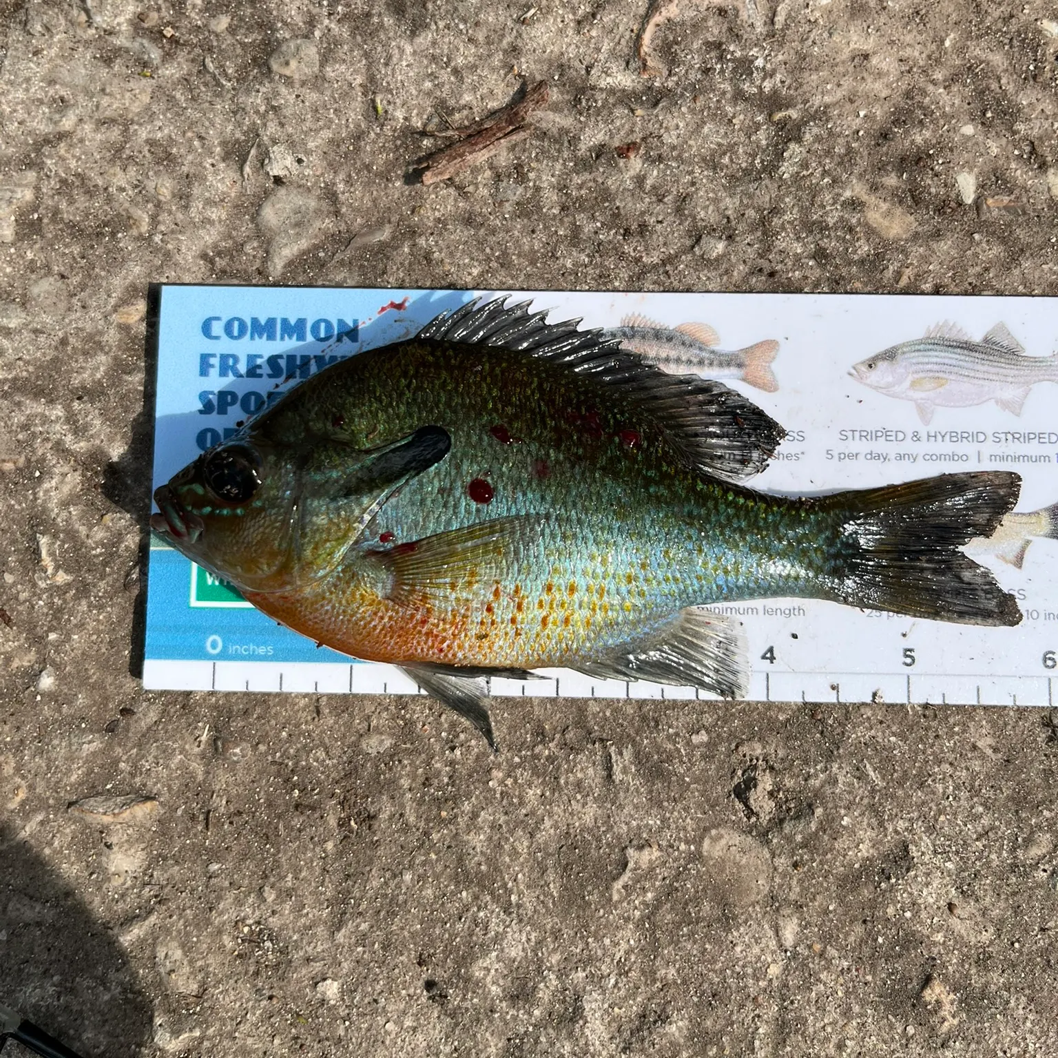 The most recent Redbreast sunfish catches on Fishbrain
