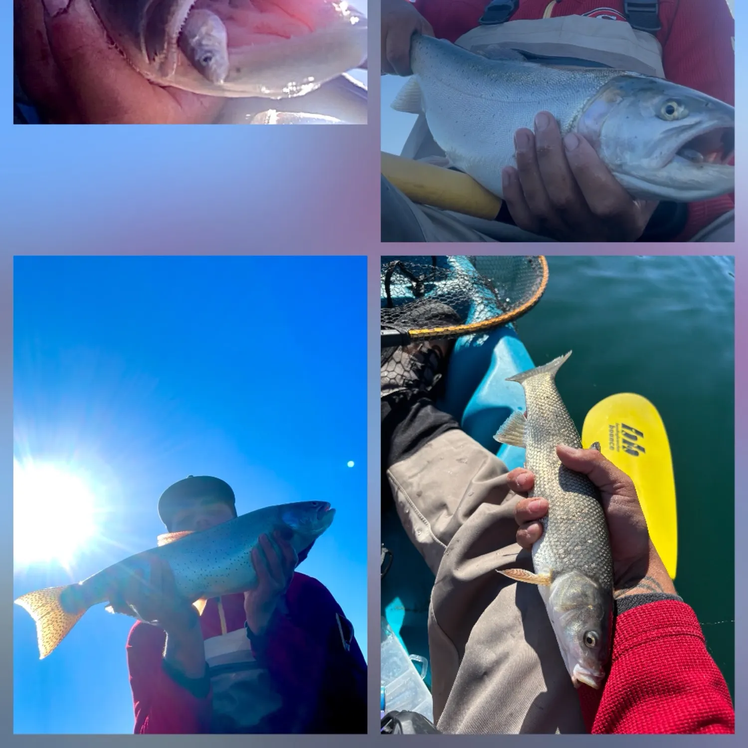 Cutthroat trout caught on Fishbrain