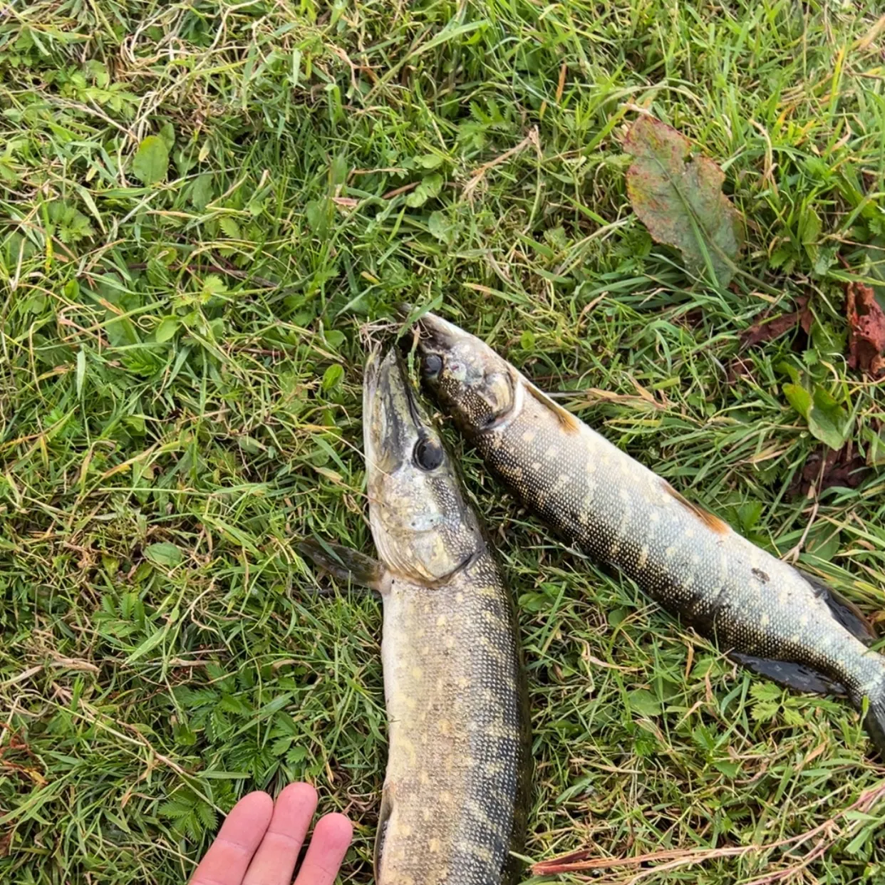 Northern pike caught on Fishbrain