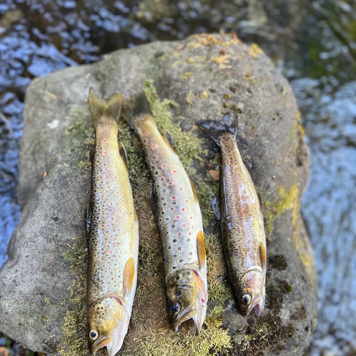 recently logged catches