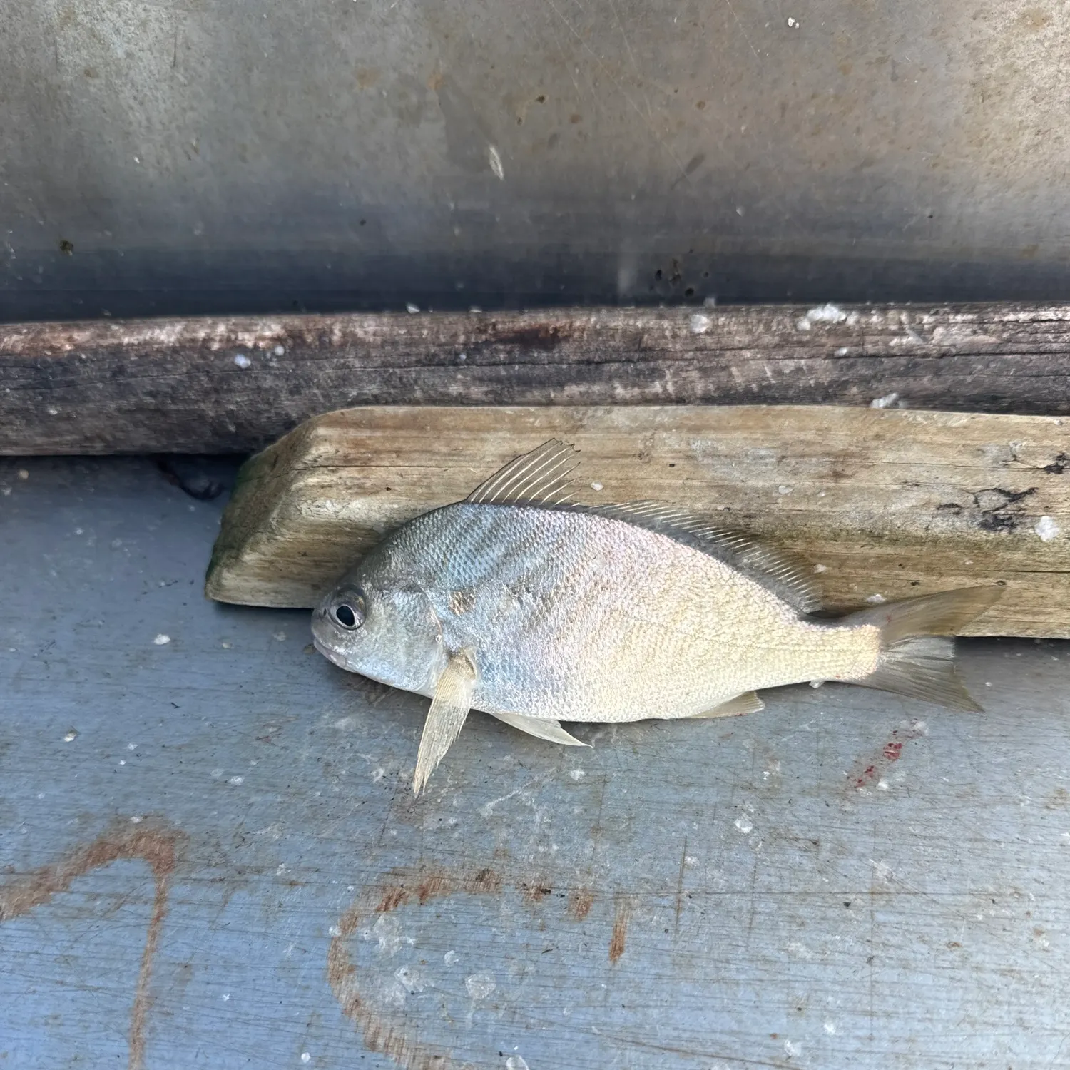 Spot croaker caught on Fishbrain