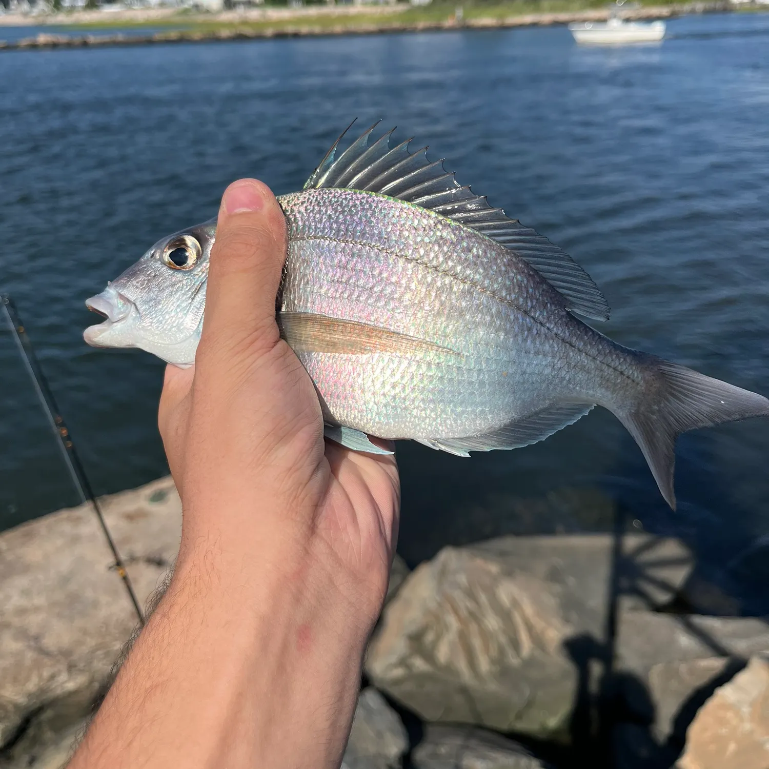 Scup caught on Fishbrain
