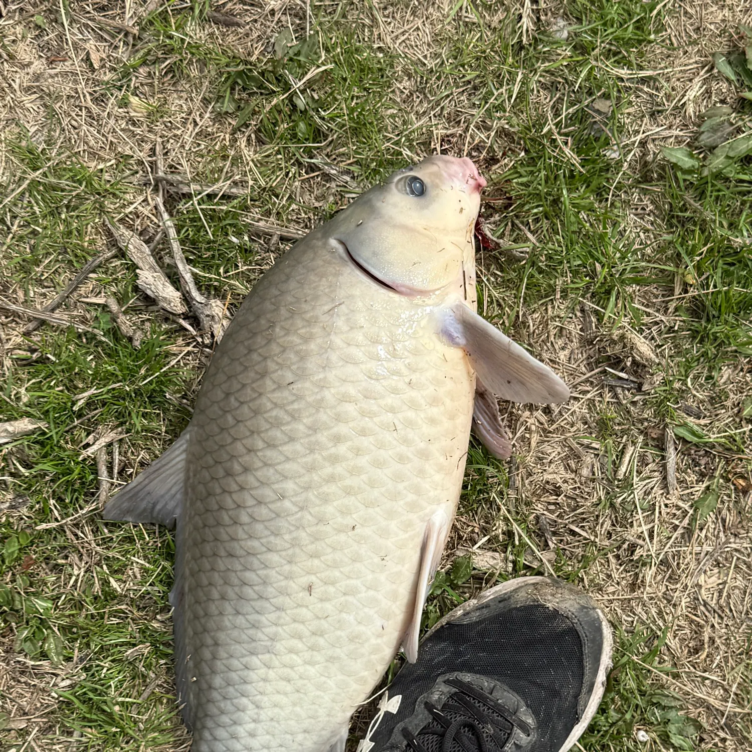 The most recent Smallmouth buffalo catches on Fishbrain