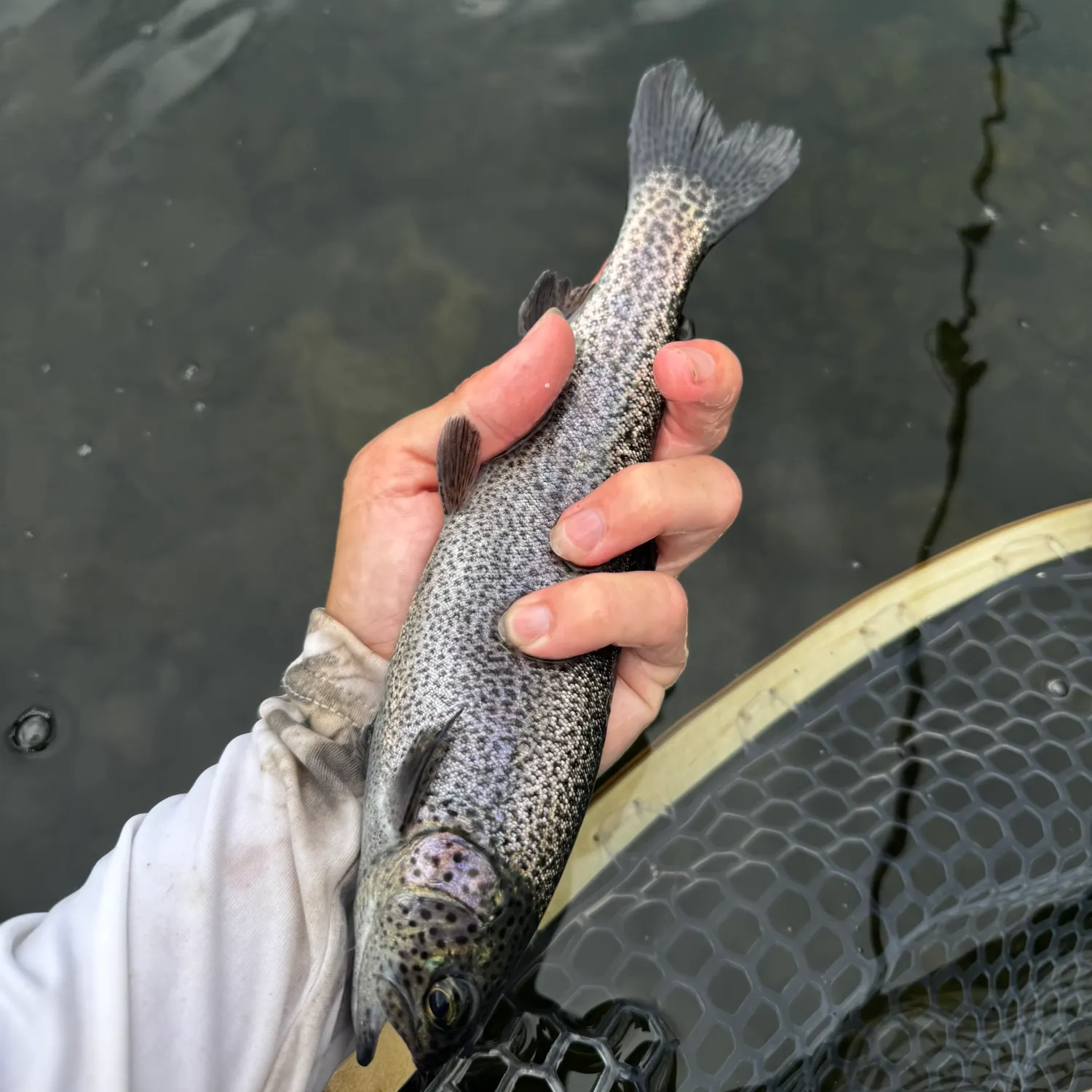Rainbow trout caught on Fishbrain