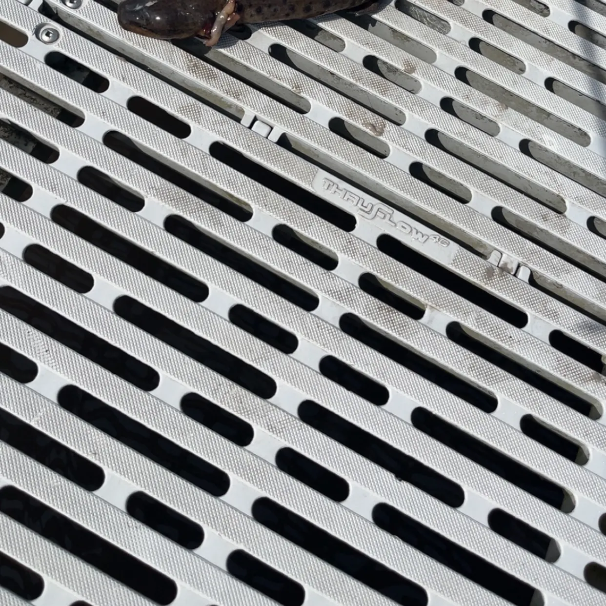 The most recent Common mudpuppy catches on Fishbrain