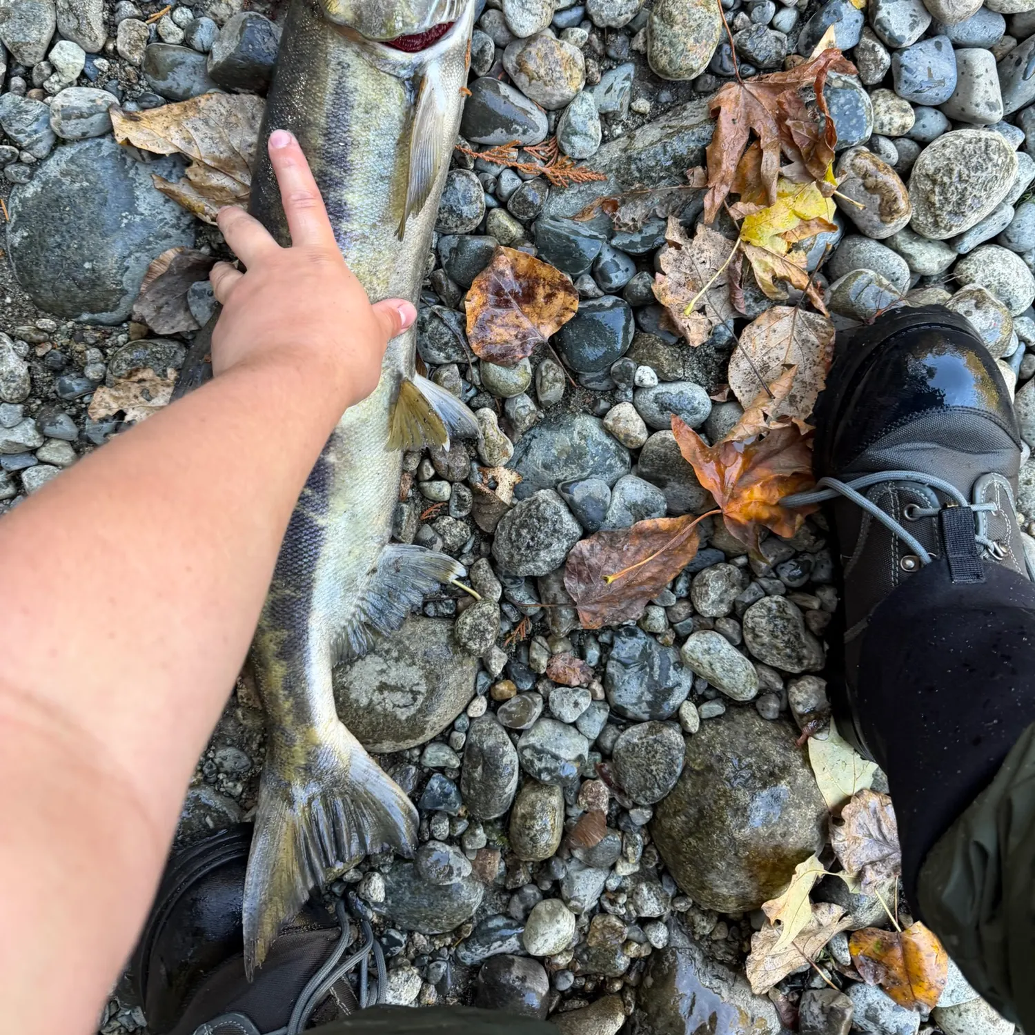 Chum salmon caught on Fishbrain