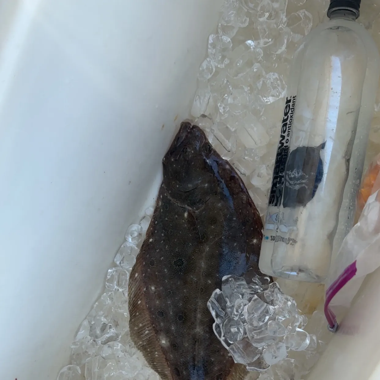 Summer flounder caught on Fishbrain
