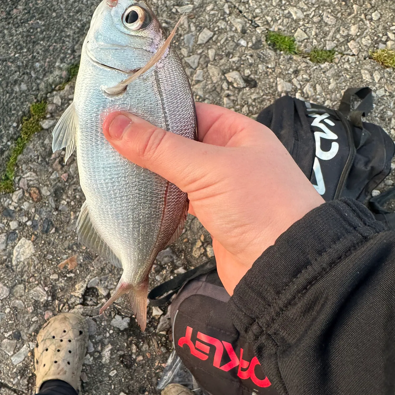 The most recent Red seabream catches on Fishbrain