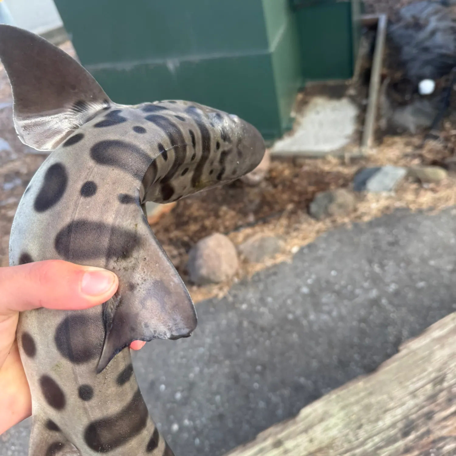 Leopard shark caught on Fishbrain