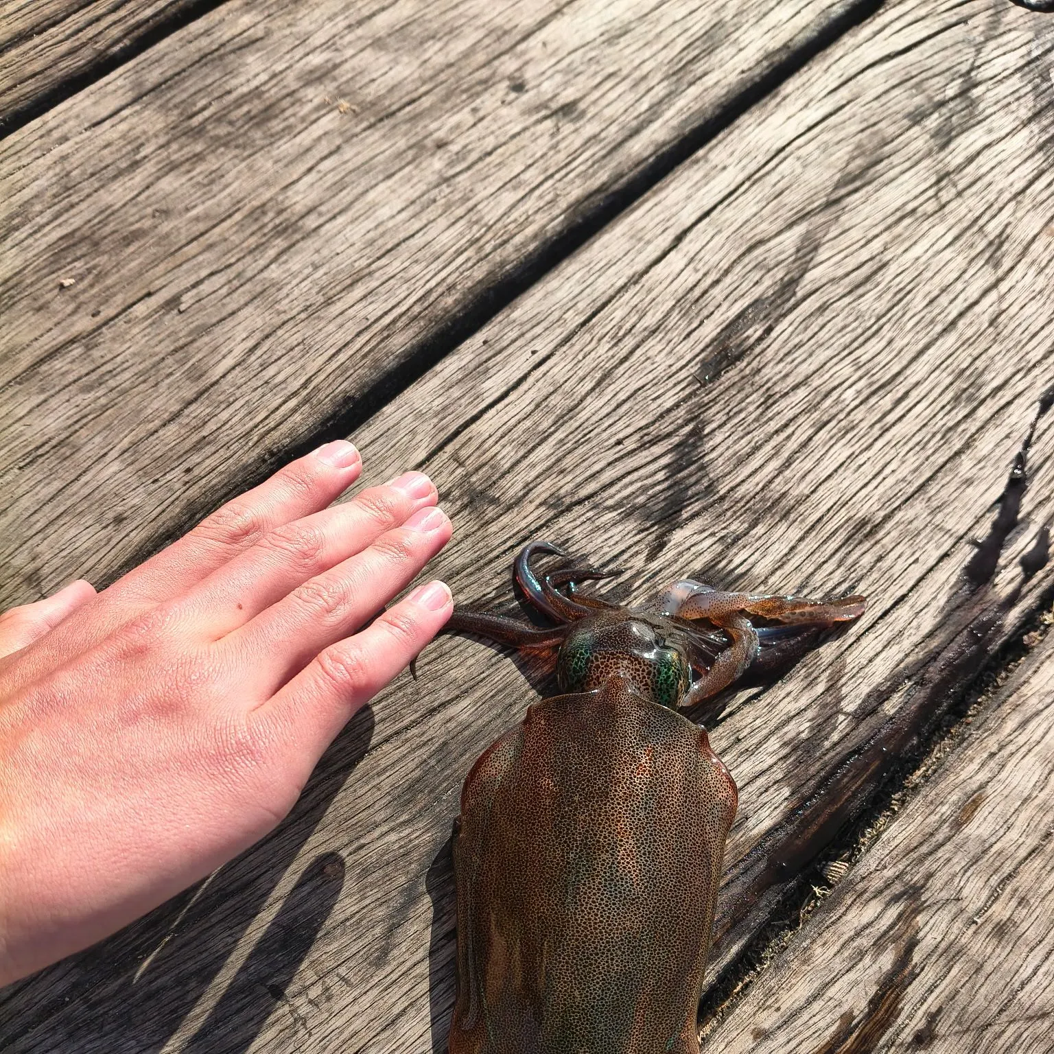 The most recent Southern calamari catches on Fishbrain