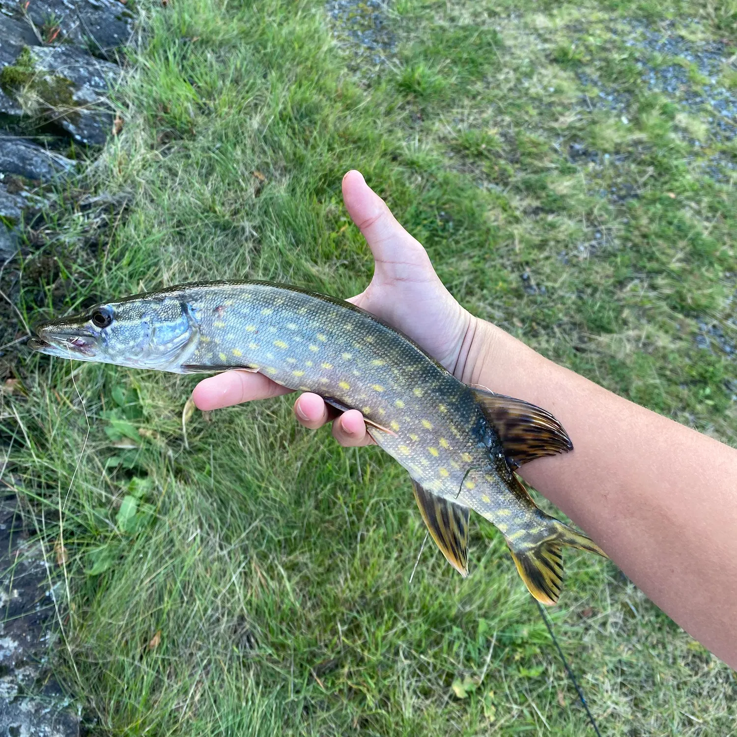 Northern pike caught on Fishbrain
