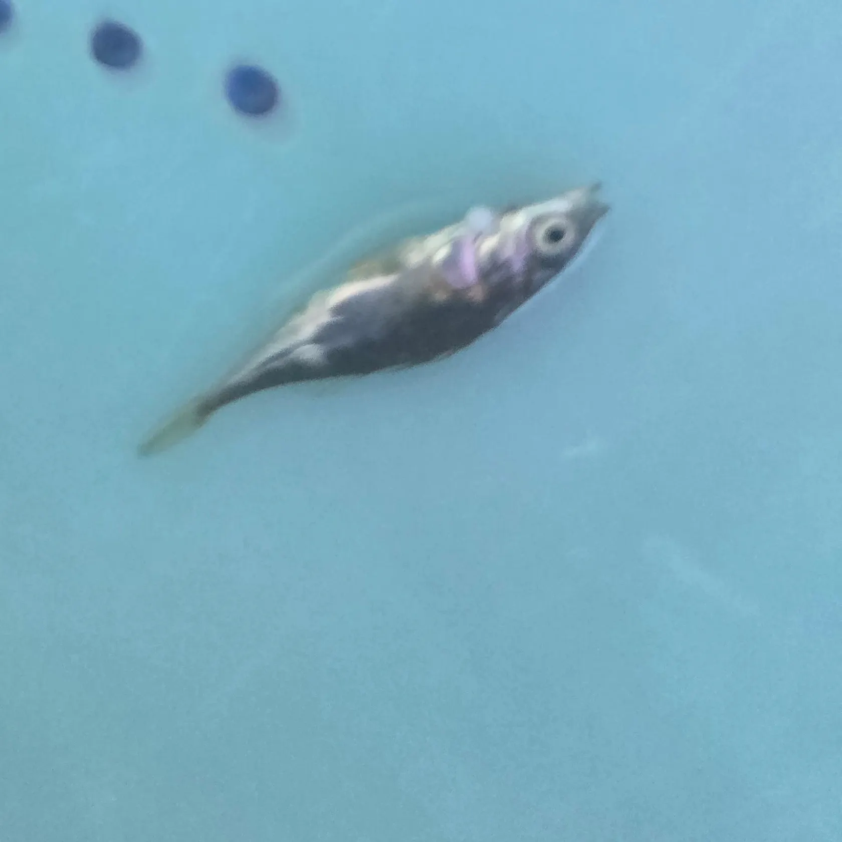 The most recent Silverjaw minnow catches on Fishbrain