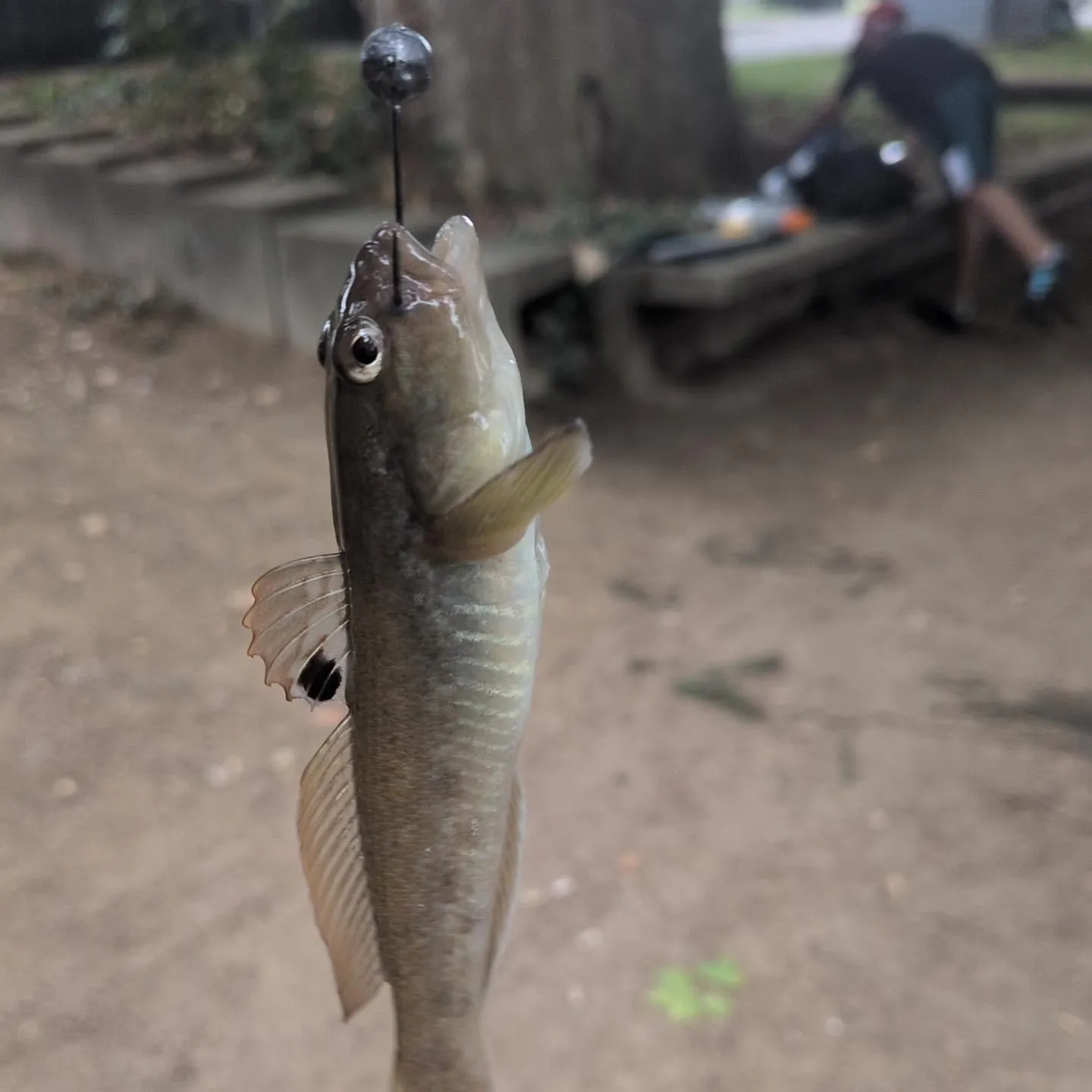 Round goby caught on Fishbrain