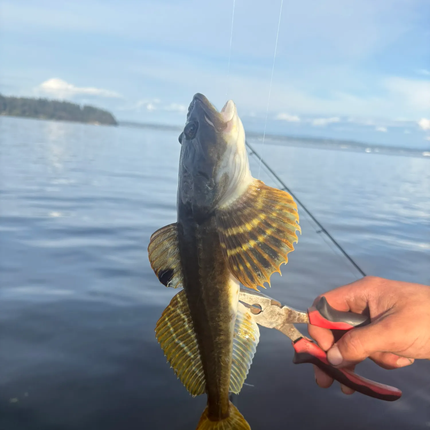 The most recent Pacific staghorn sculpin catches on Fishbrain