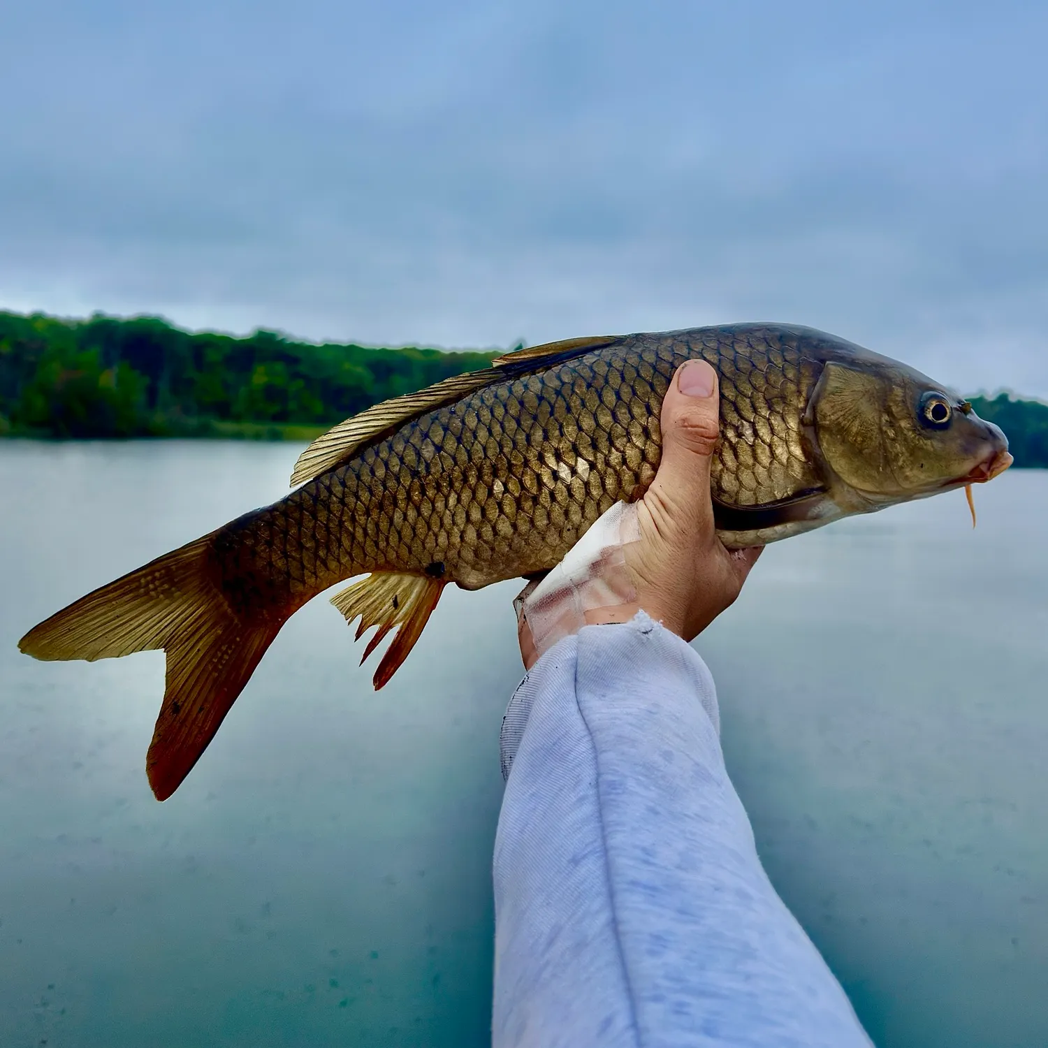 Common carp caught on Fishbrain