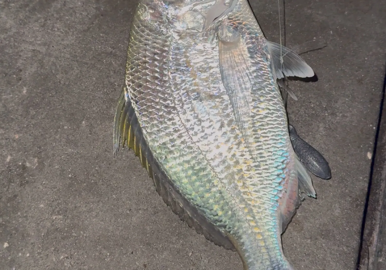 Yellowfin mojarra