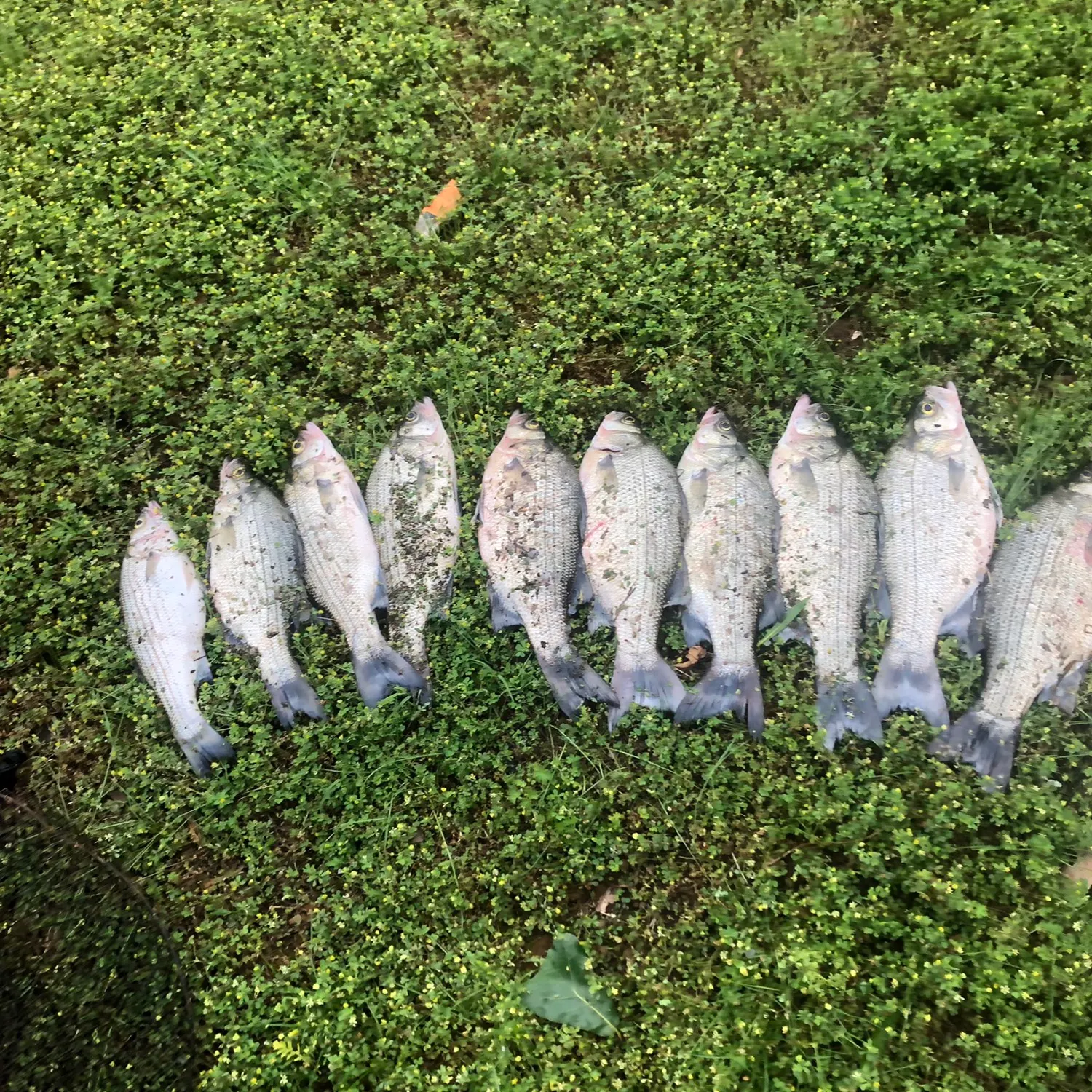 recently logged catches