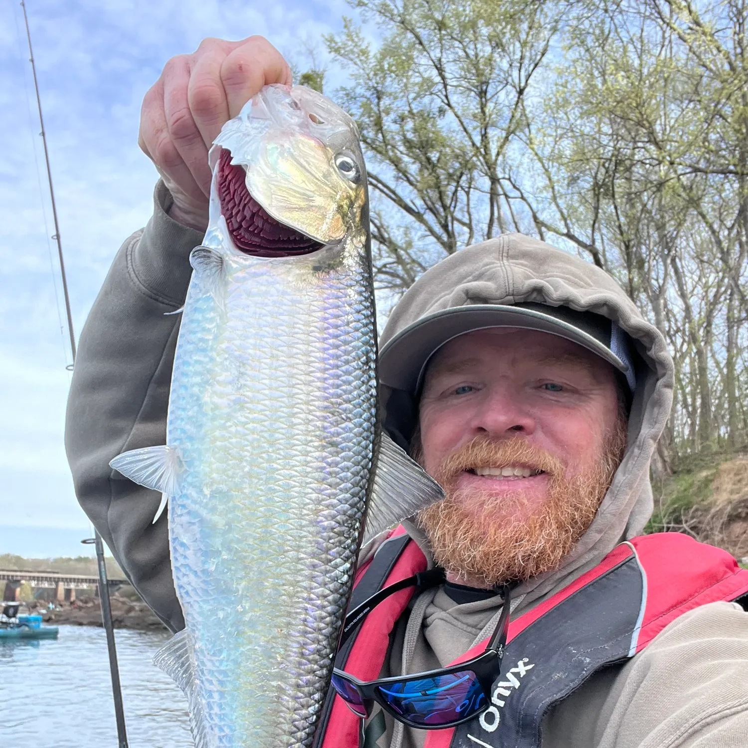 The most recent American shad catches on Fishbrain
