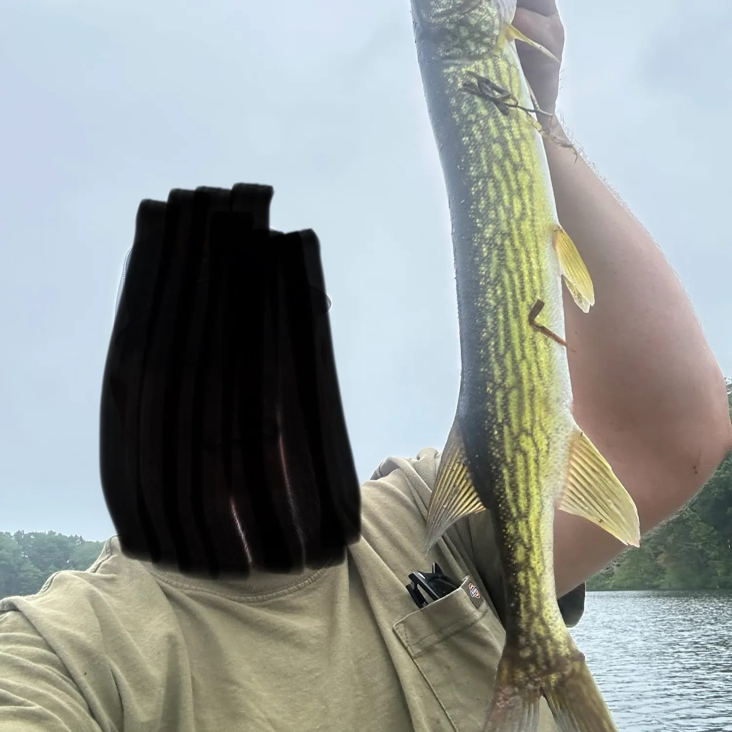 Chain pickerel caught on Fishbrain