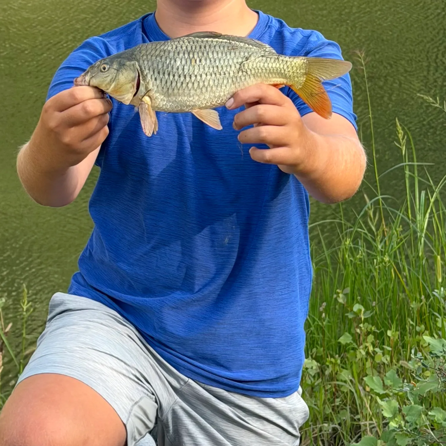 Common carp caught on Fishbrain