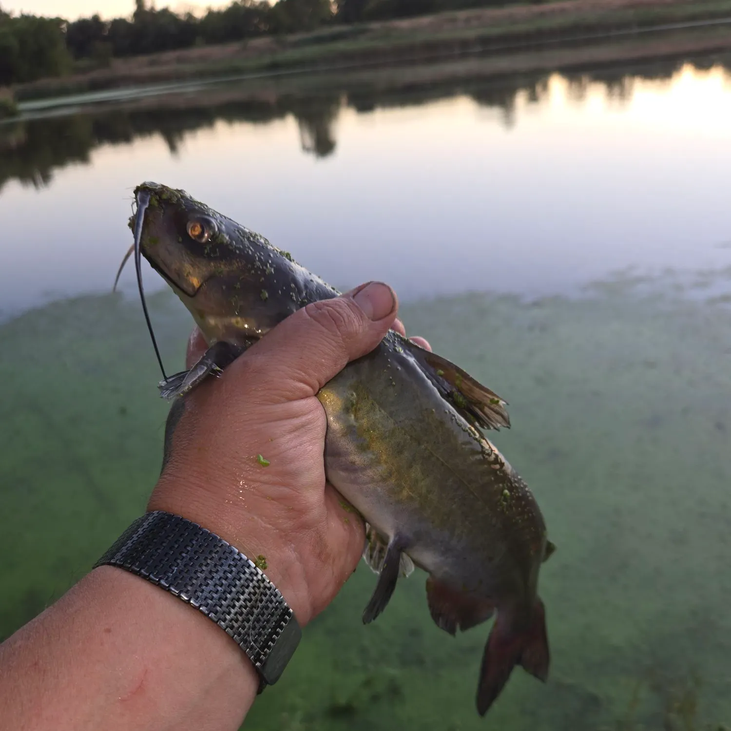 Channel catfish caught on Fishbrain
