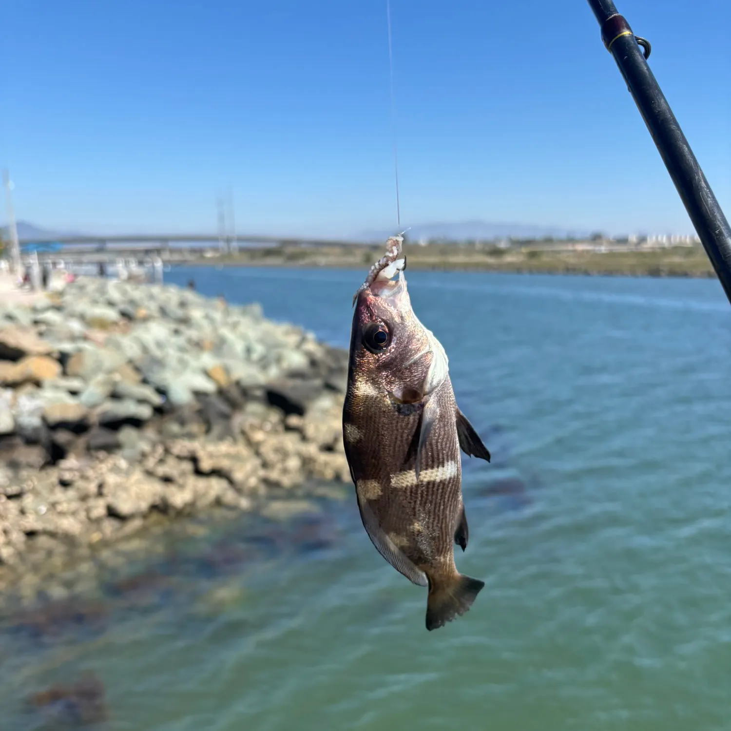 The most recent Black croaker catches on Fishbrain